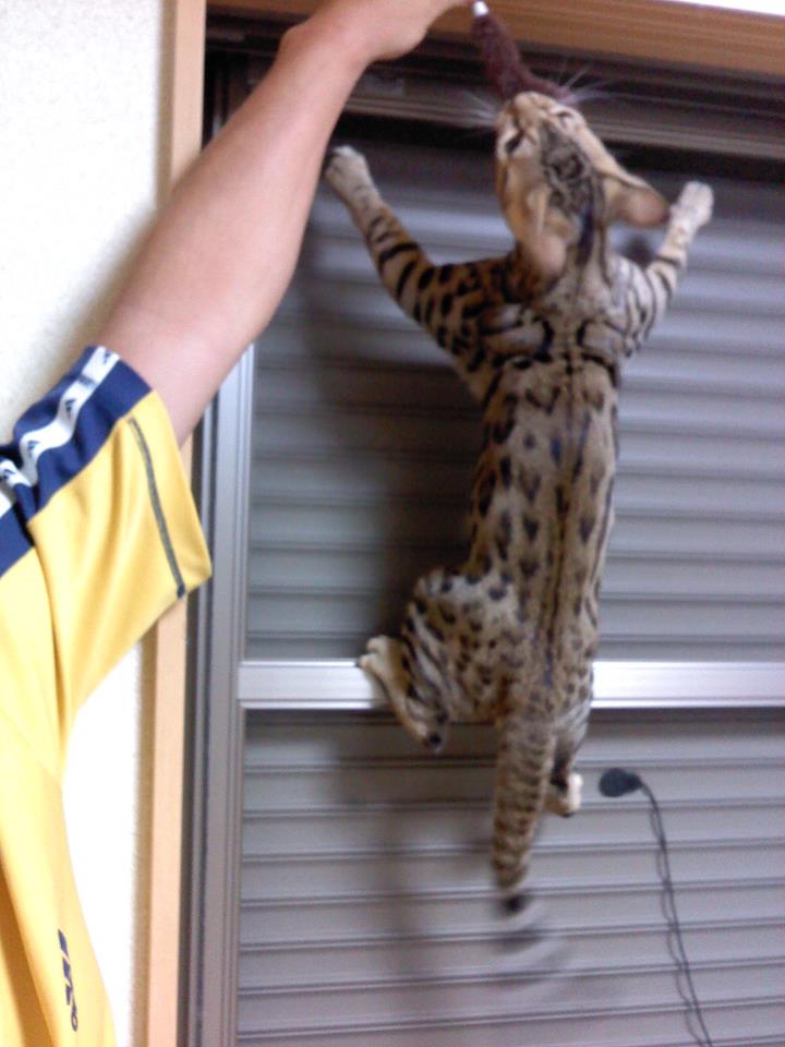 2400831neko.jpg