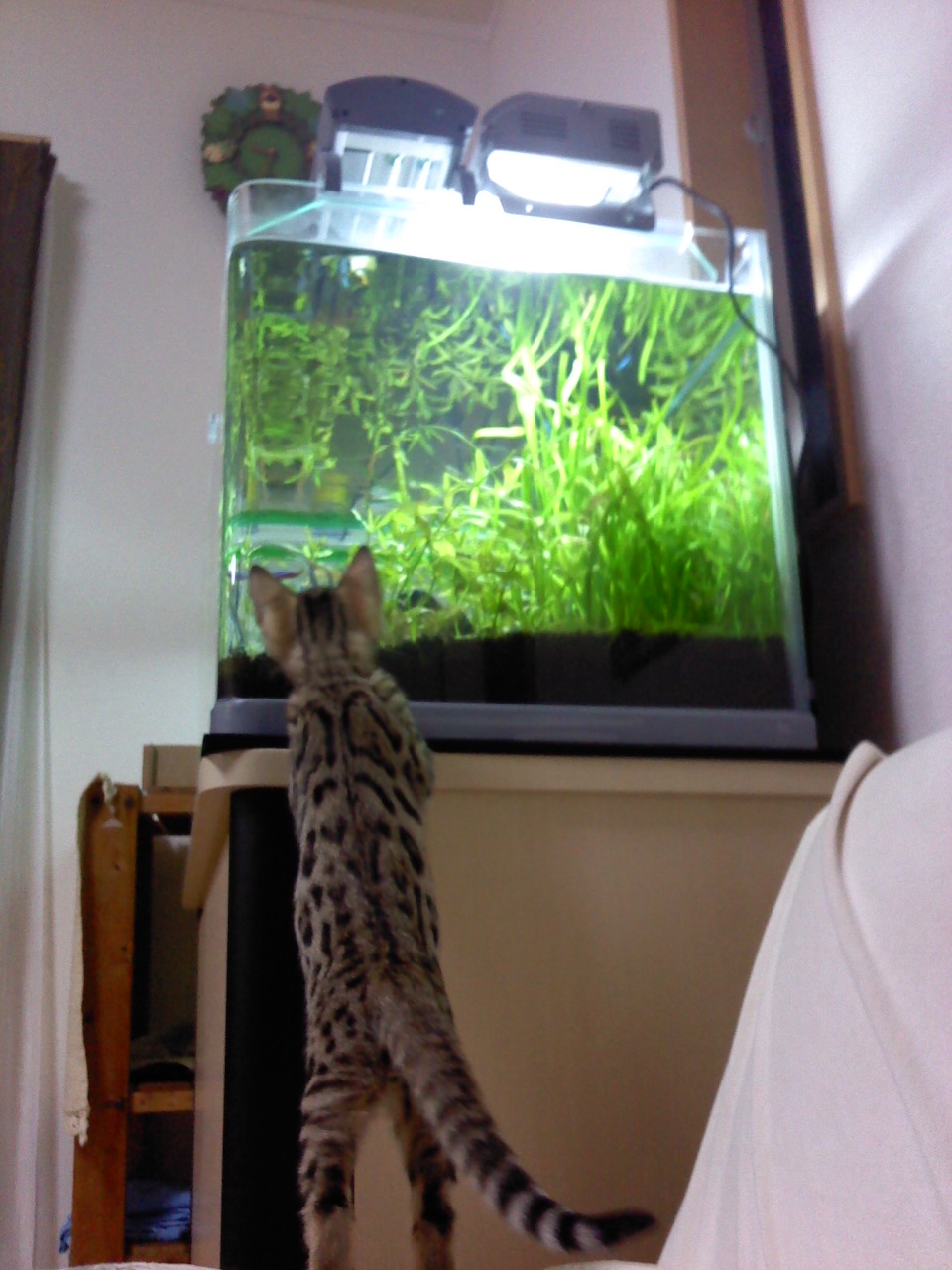 240422neko.JPG