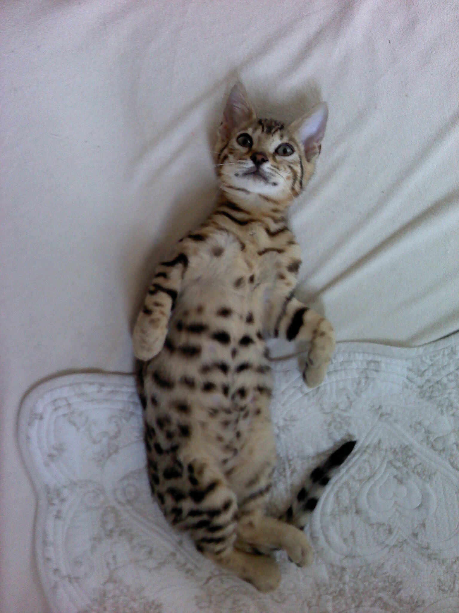 240505neko.JPG