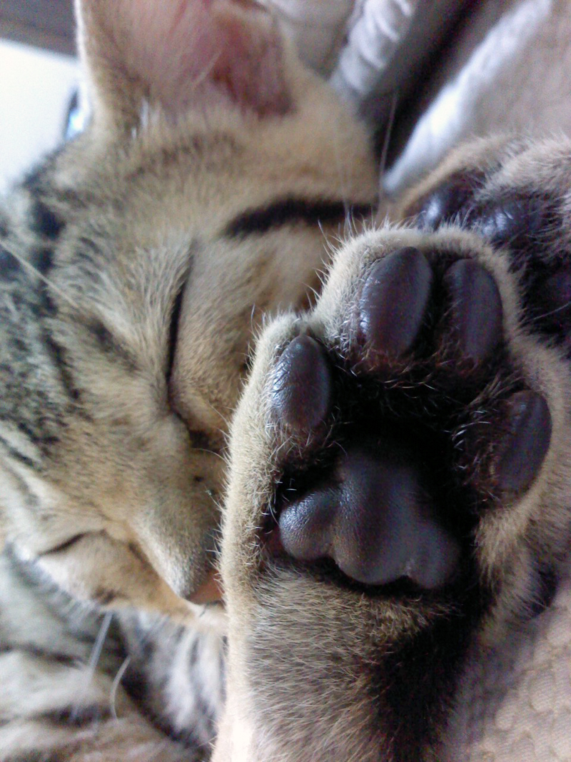 240604neko.jpg