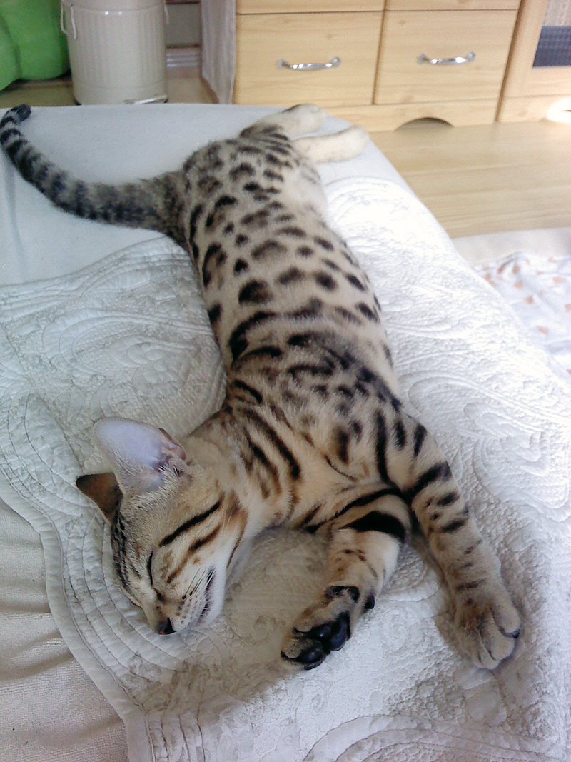 240609neko.jpg