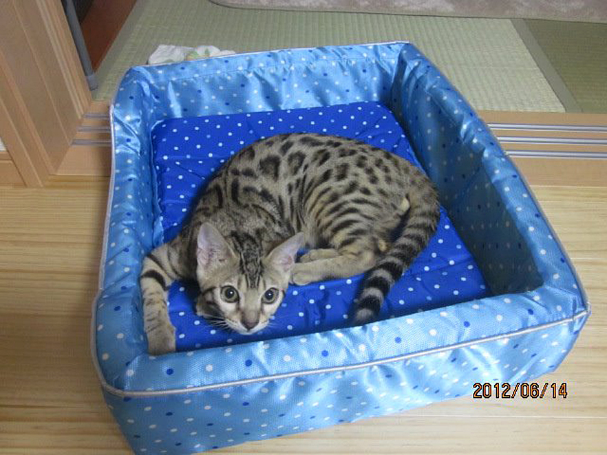 240617neko.jpg