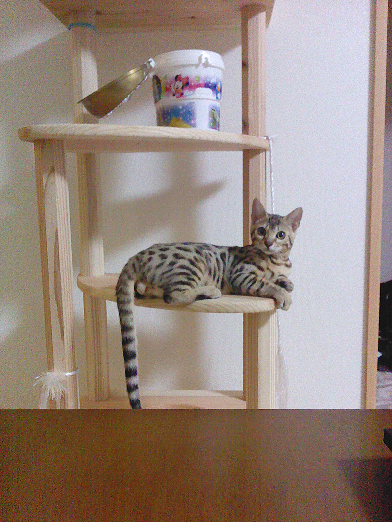 240721neko.jpg