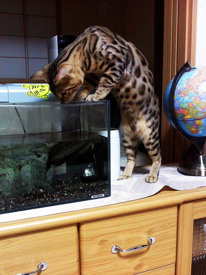 250112neko.jpg