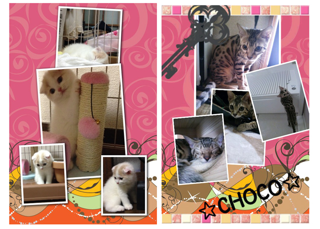 250429neko.jpg